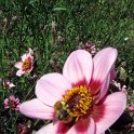 Dahlia x 'His Wink' fleur